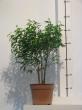 ficus benjamina "natasha"