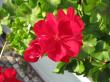 pelargonium zonale