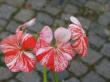 pelargonium zonale