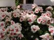 pelargonium zonale "americana"