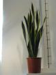 sansevieria "black gold"