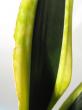 sansevieria " black gold"