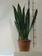 sansevieria "zeylandica"