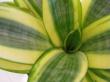 sansevieria trifasciata laurentii " gold banner"