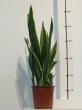 sansevieria trifasciata laurentii