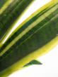 sansevieria trifasciata laurentii