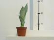 sansevieria "moonlight"