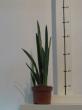 sansevieria trifasciata " white"