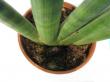 sansevieria cylindrica