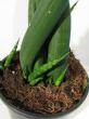 sansevieria cylindrica