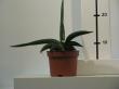 sansevieria patens