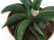 sansevieria patens