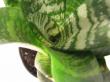 sansevieria trifasciata hahnii