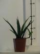 sansevieria "friends"