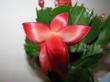 schlumbergera truncata