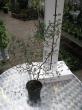 sophora japonica " little baby "- sofora