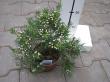 waxflower - chamelaucium