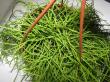 rhipsalis capiliformis