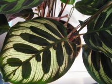 calathea makoyana