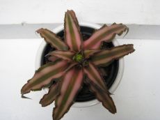 cryptanthus