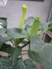 datura