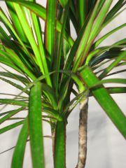 dracaena marginata