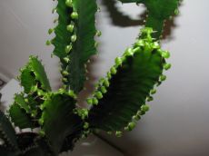 euphorbia trigona