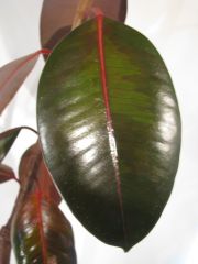 ficus elastica