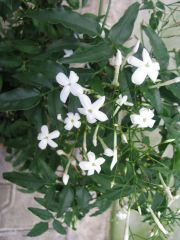 jasminum