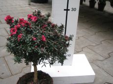 Leptospermum scoparium