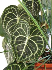 anthurium clarinervium