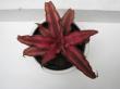 cryptanthus