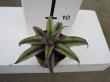 cryptanthus bivittathus