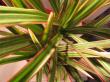 dracaena marginata "tricolor"