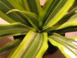 dracaena fragrans