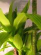 dracaena " lemonlight