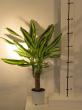 dracaena " yellow coast"