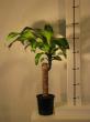 dracaena fragrans " massangeana"