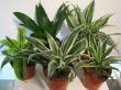 dracaena mix