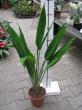 dracaena reflexa thaloides