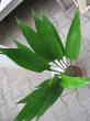 dracaena reflexa thaloides