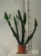 euphorbia trigona