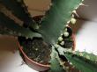 euphorbia trigona