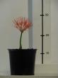 haemanthus