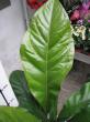 anthurium NEW