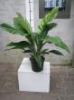 anthurium NEW