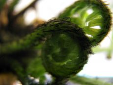 blechnum gibbum