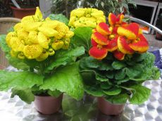 calceolaria