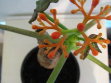 jatropha