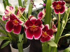 miltonia